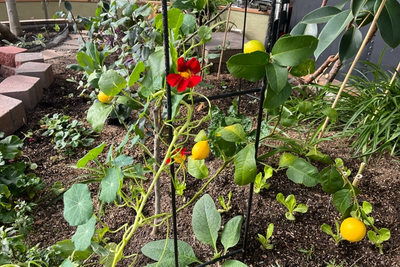 bright yellow lemons growing on a tree in the center bed of a 26-foot growing dome greenhouse with companion plants like nasturtium and comfry