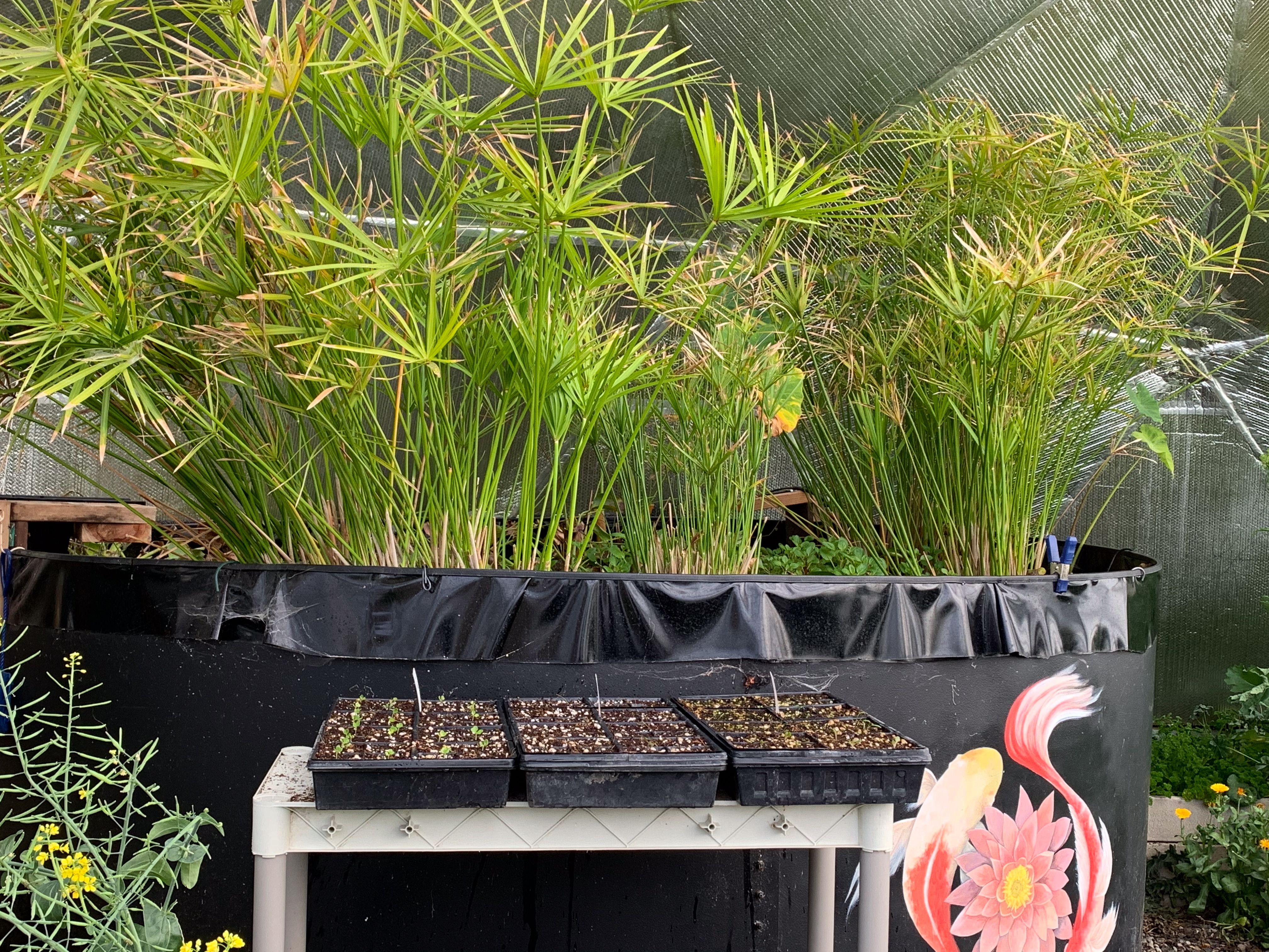 Tall spikey umbrella palm plants jutting out of an above ground pond