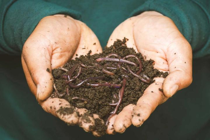 person holding soil and worms, vermiculture is the act of worm farming