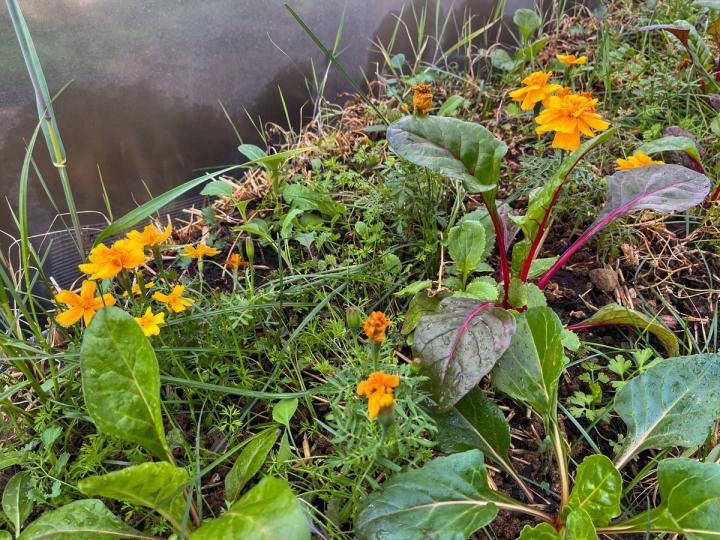 Chard and marigolds growing in a straw bale