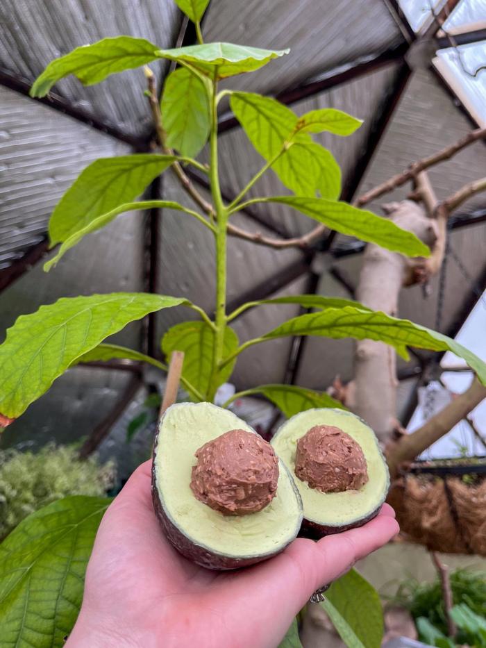 Avocado Ice Cream Served in an Avocado Shell