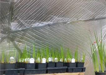 Restoring Keweenaw Bay, Michigan