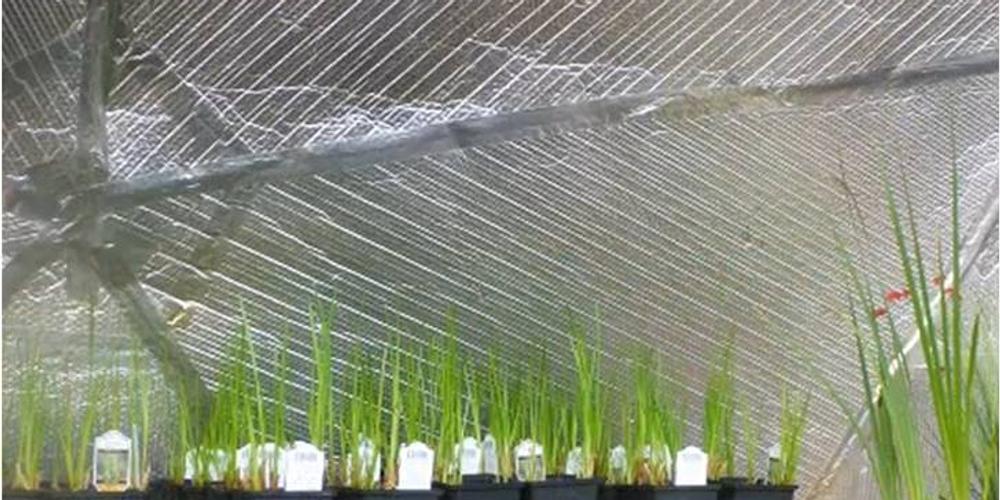 Restoring Keweenaw Bay, Michigan image