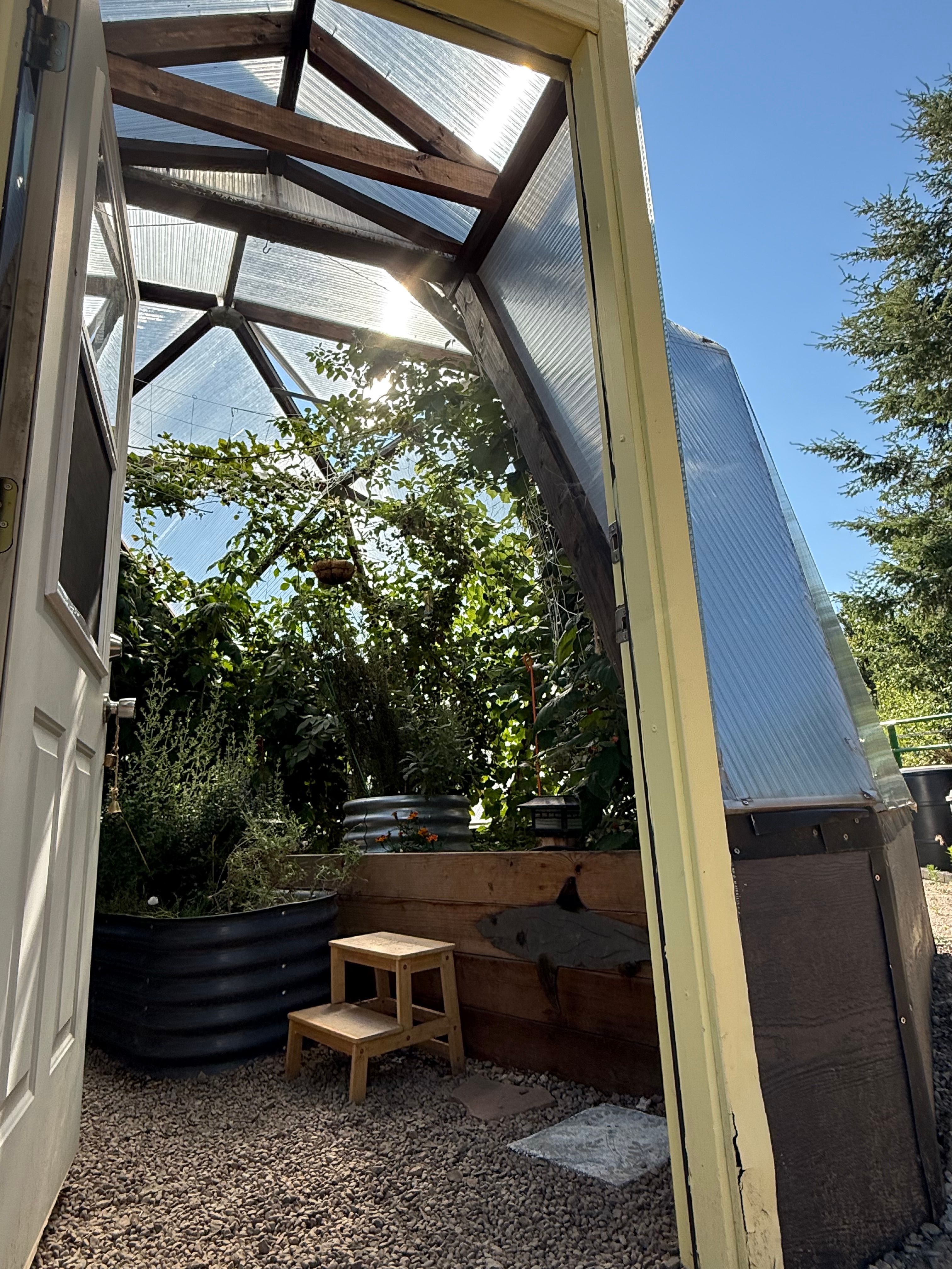 view through the doorway of a growing dome greenhouse looking at an interior full of berries