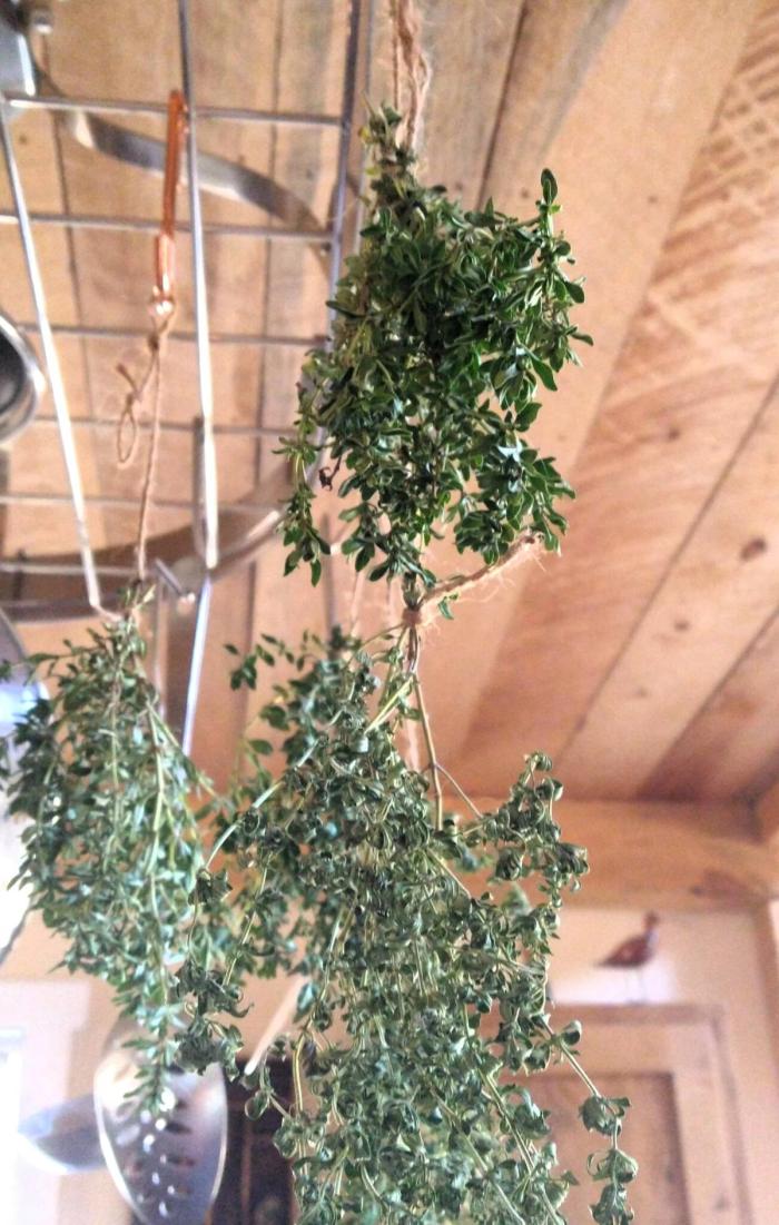 Drying thyme hung from a pot rack in a kitchen