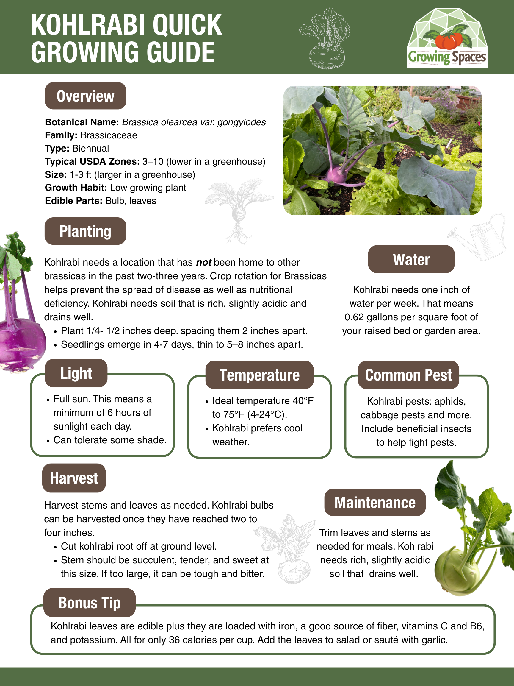 Kohlrabi Growing Guide image