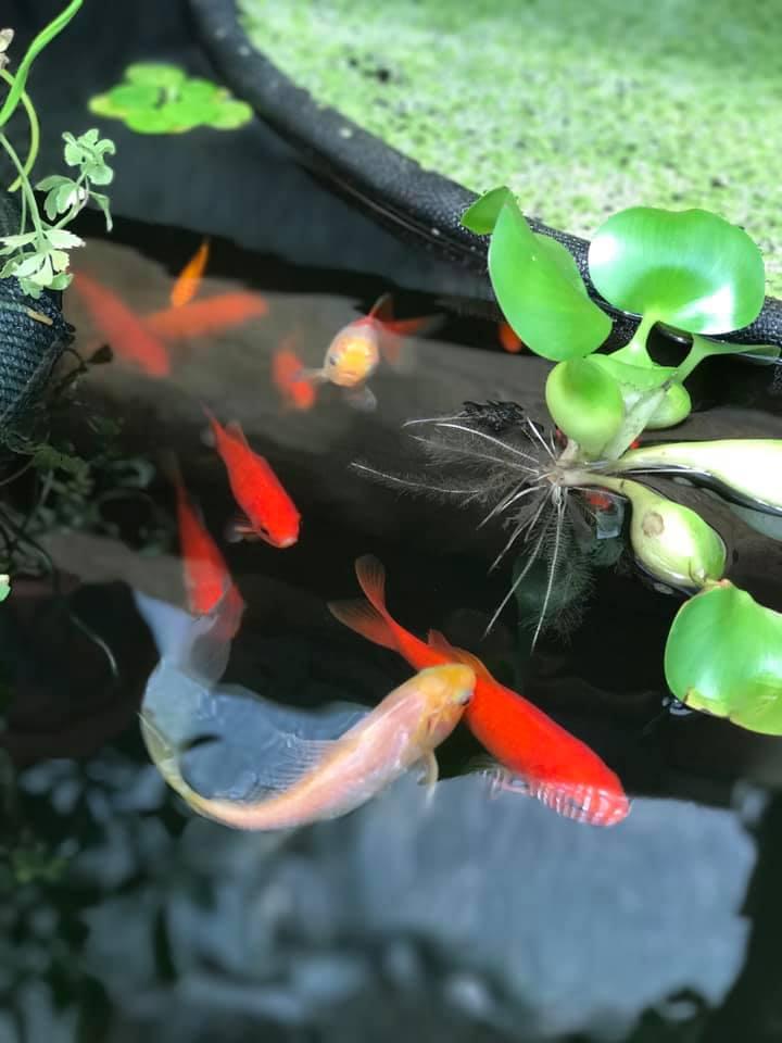 fish
