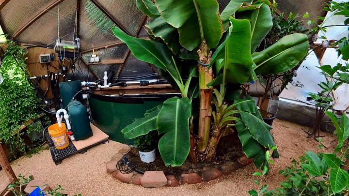 climate battery greenhouse with a banana plant
