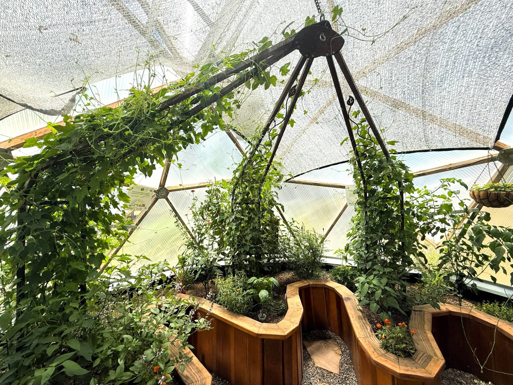 Mexican gherkin cucumbers climbing a trellis in a geodesic dome greenhouse