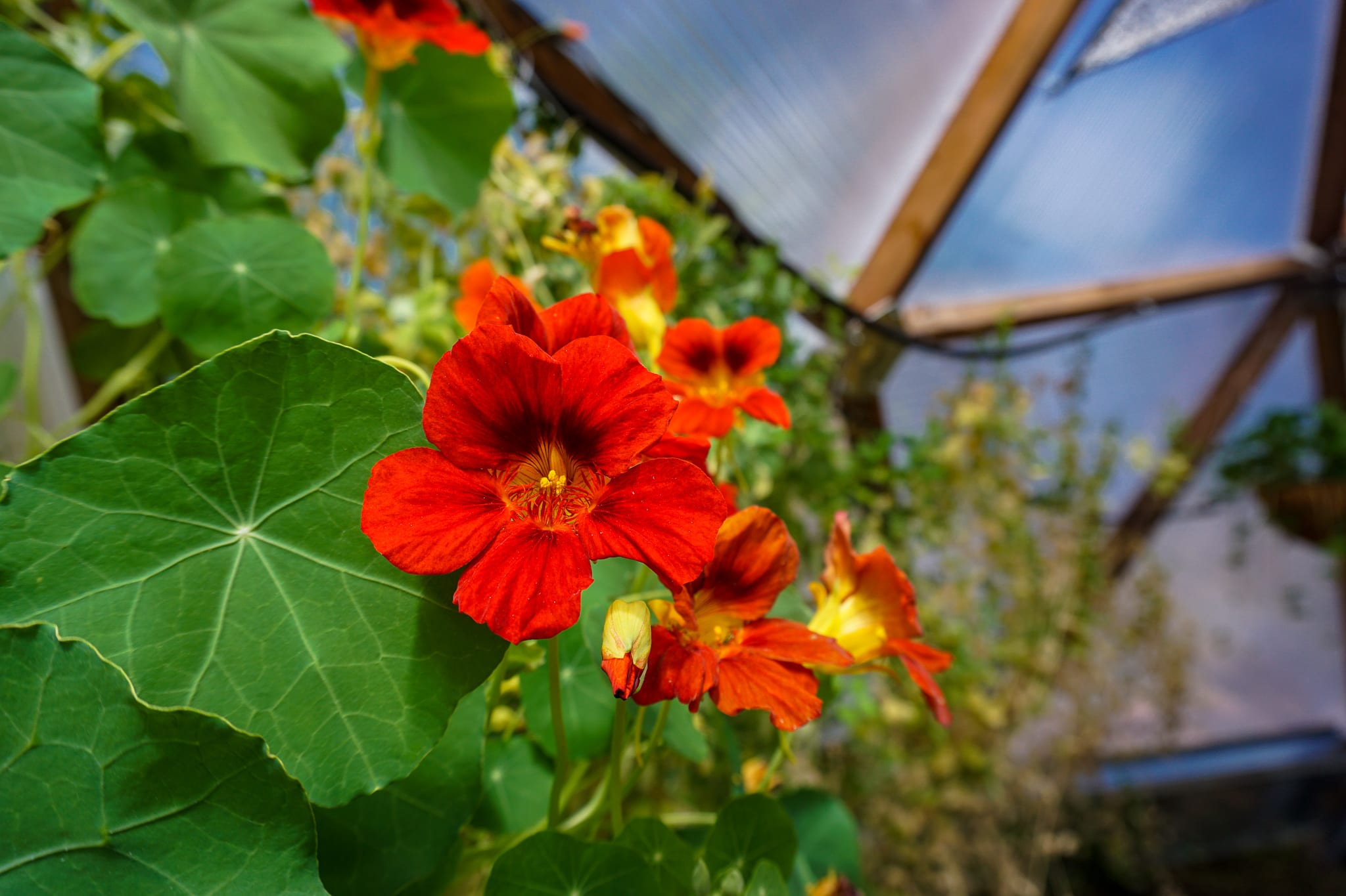 bright red nasturtium blooming in a geodesic greenhouse