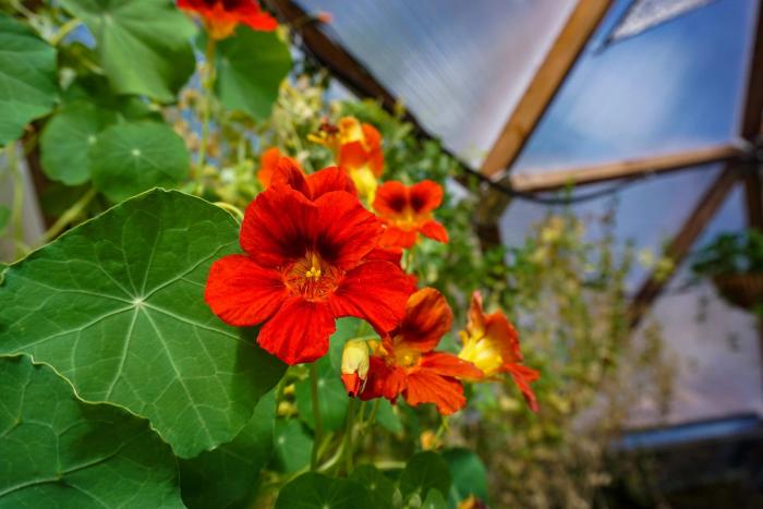 Nasturtiums spring flowers