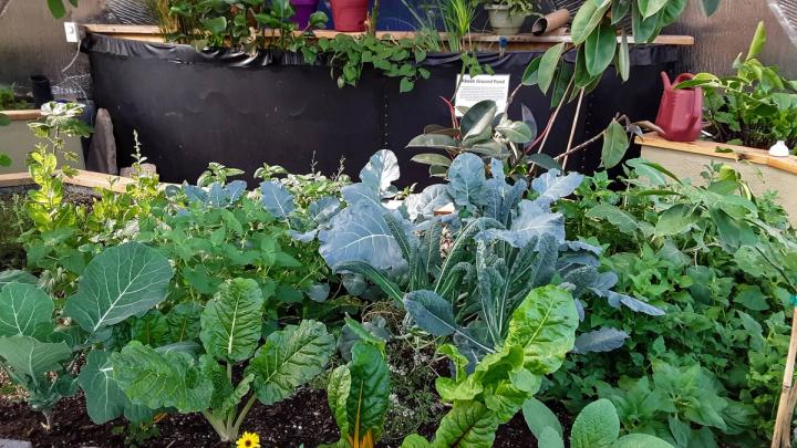 Greenhouse Planting Guide - North Zone