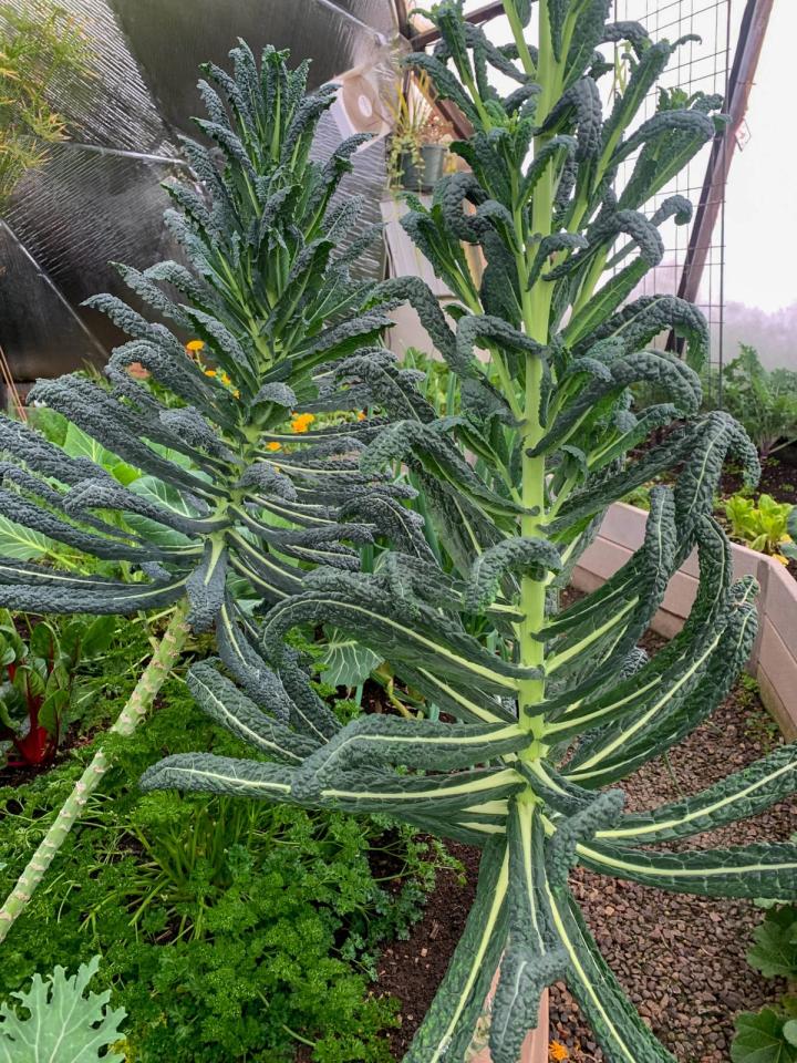 Multiple chard plants