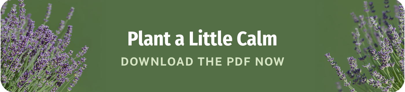 plant a little calm download the lavender growing guide pdf now