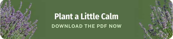 plant a little calm download the lavender growing guide pdf now