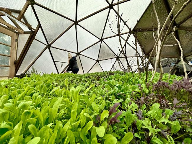 Dense rows of leafy greens growing inside a Growing Dome in Medford, Massachusetts