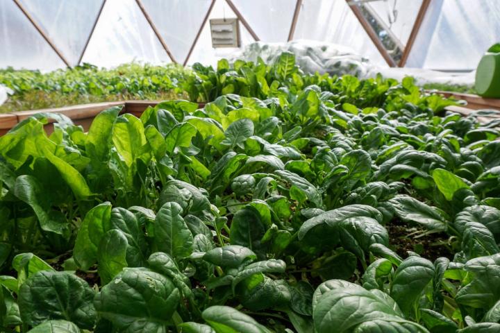 companion planting in a dome greenhouse