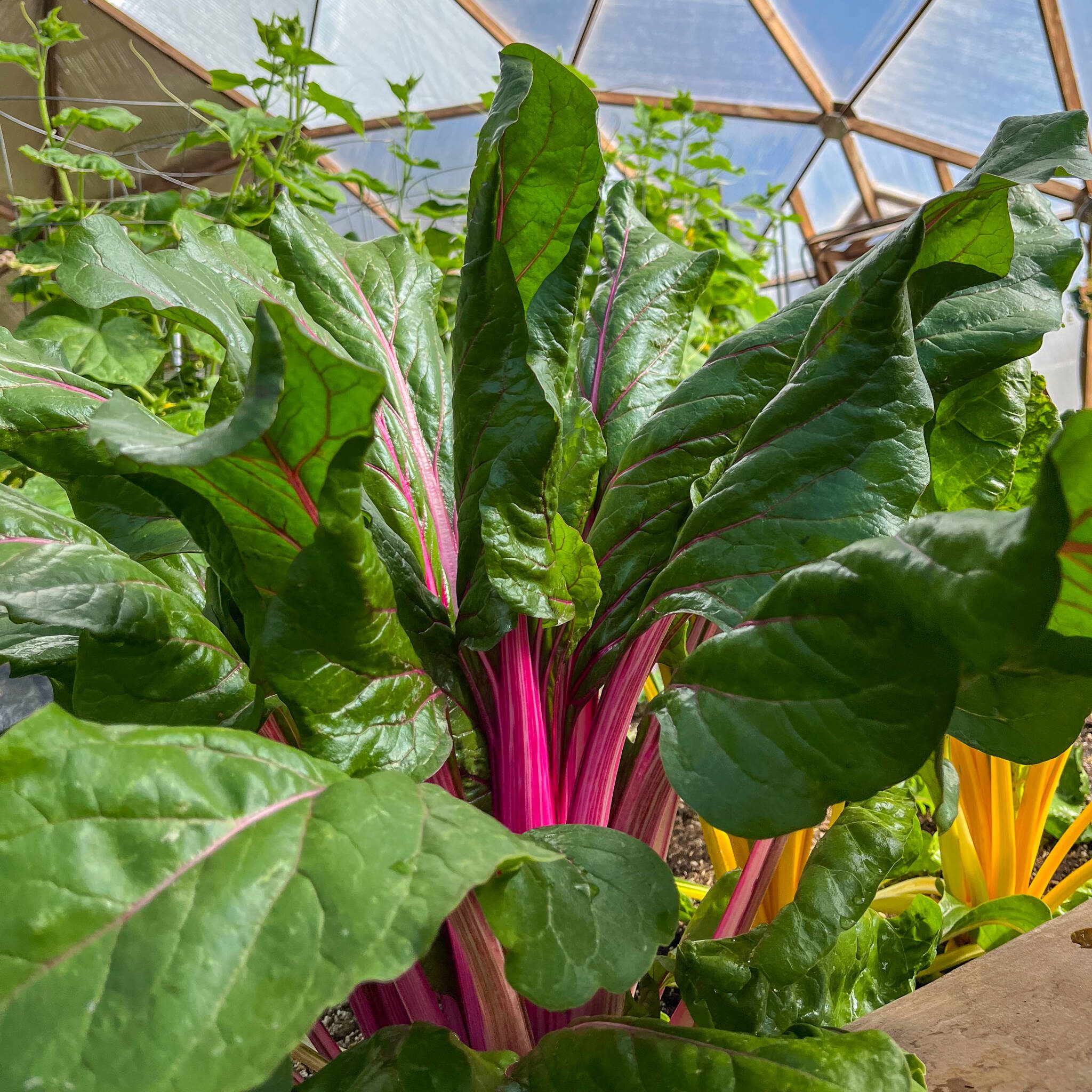 Rainbow Chard naturally thrives in the Growing Dome Greenhouse