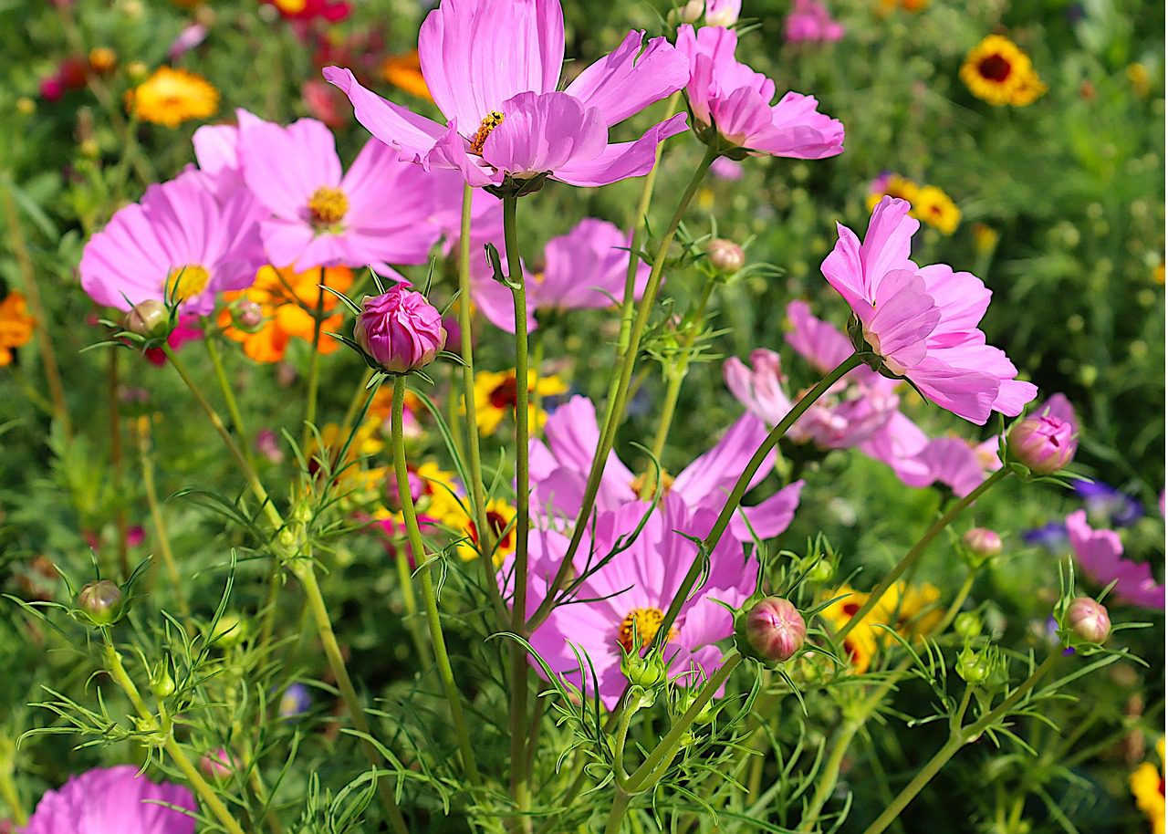 pink cosmo flowers