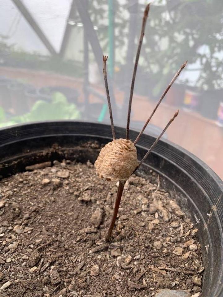 Praying Mantis ootheca