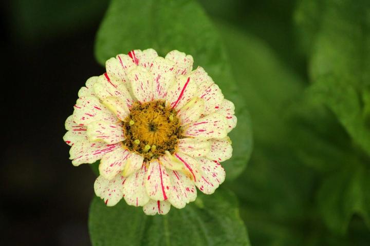 zinnia flower cream colored with bright pink splashes
