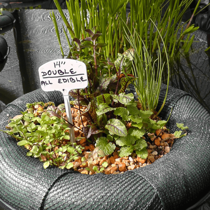 Floating planter in a pond filled with all edible plants