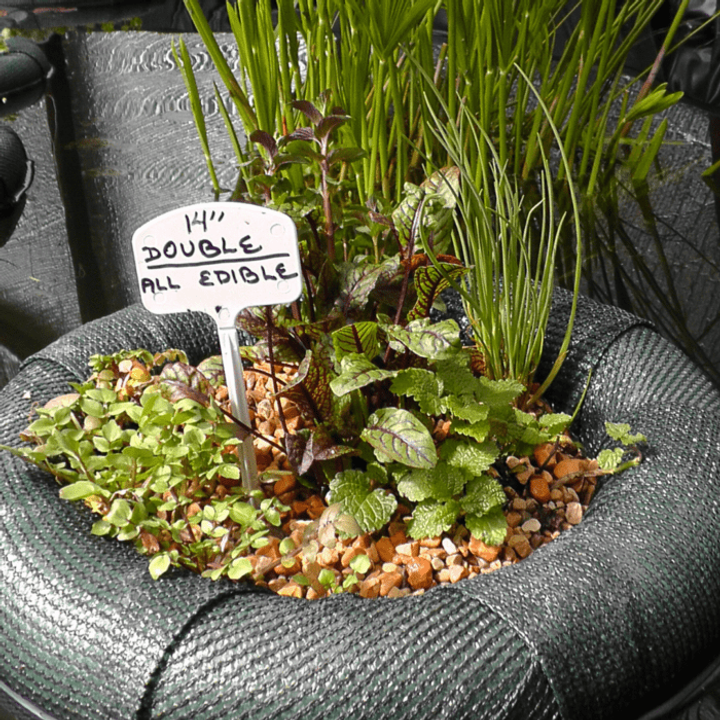 Floating planter in a pond filled with all edible plants