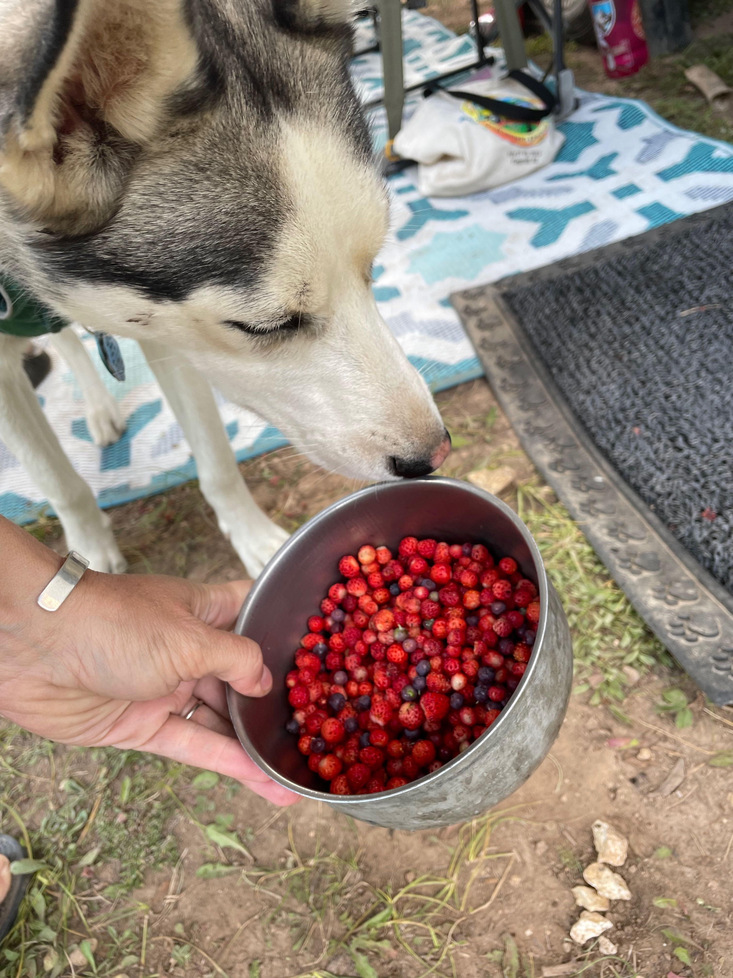 showing a husky a pot full of freshly harvested wild strawberries and huckleberries