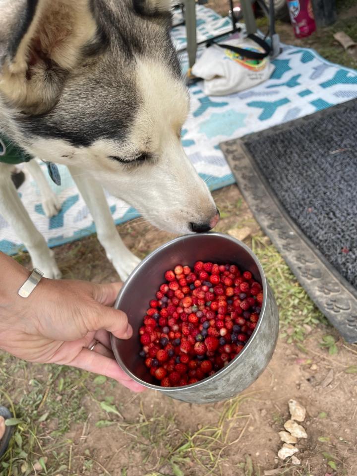 showing a husky a pot full of freshly harvested wild strawberries and huckleberries