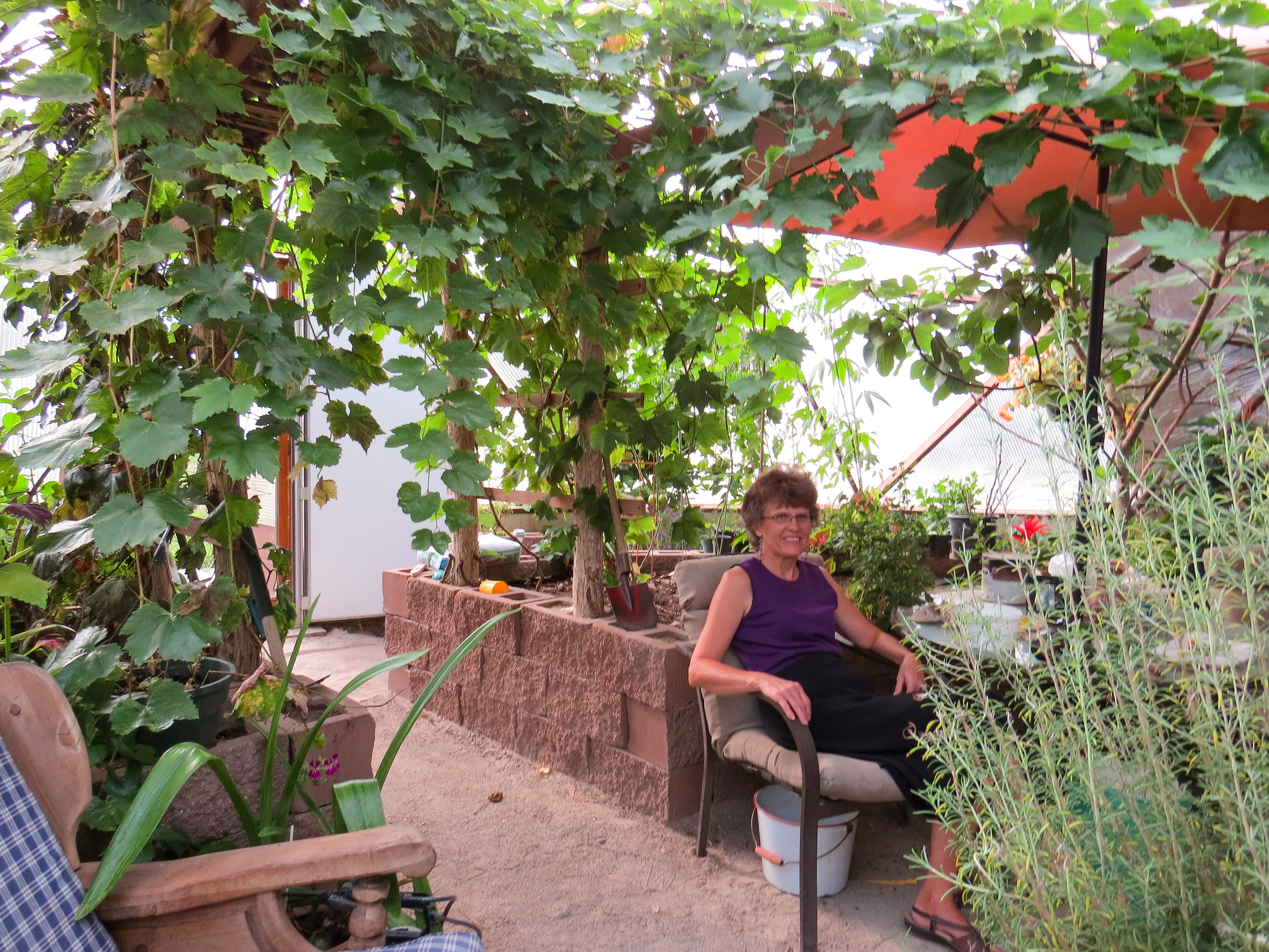 woman sitting in a chair under an umbrella in a greenhouse with lush green grapevines trained over a trellis