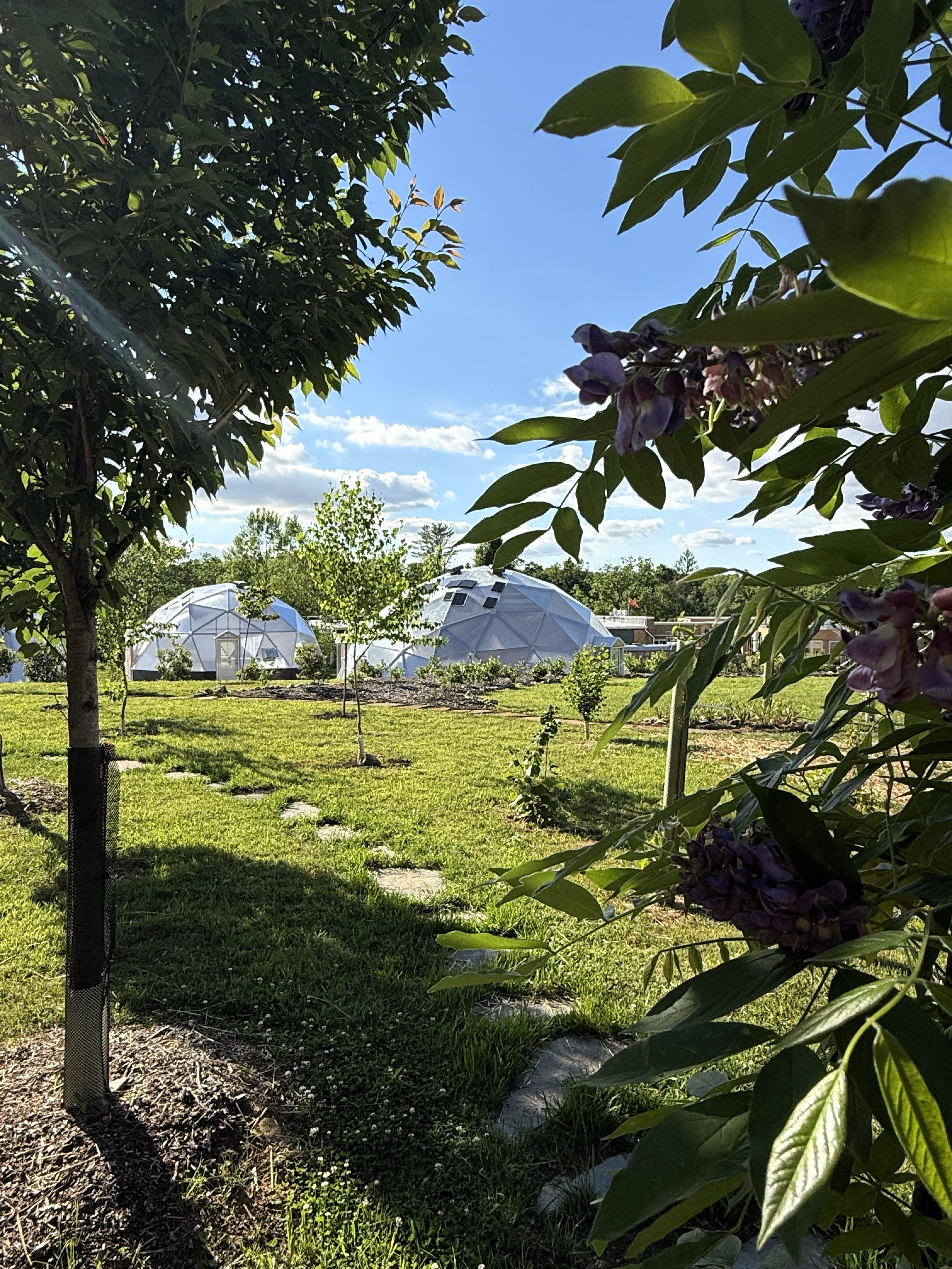 looking through the trees at sunshine on Growing Domes at Kula Kamala Foundation