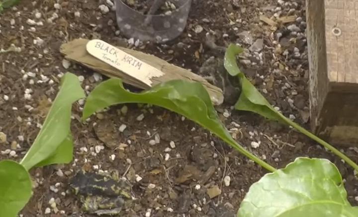 toads in a greenhouse