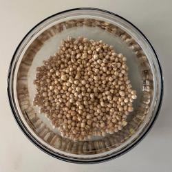 Chickpeas soaking in water