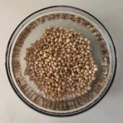 Chickpeas soaking in water