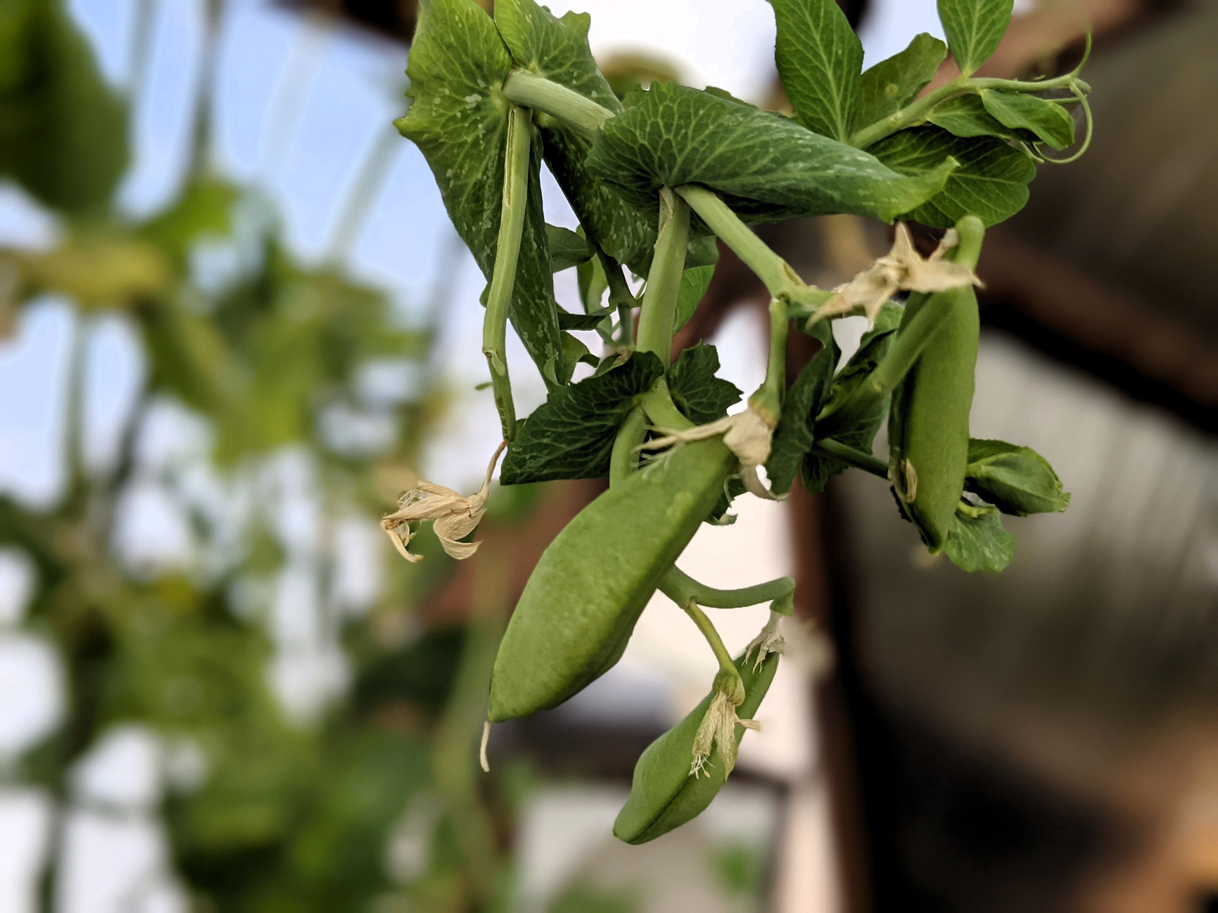 pea pods on a vine