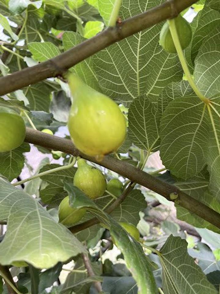 Fig dripping nectar