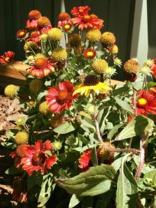 flowers blooming in a greenhouse during winter