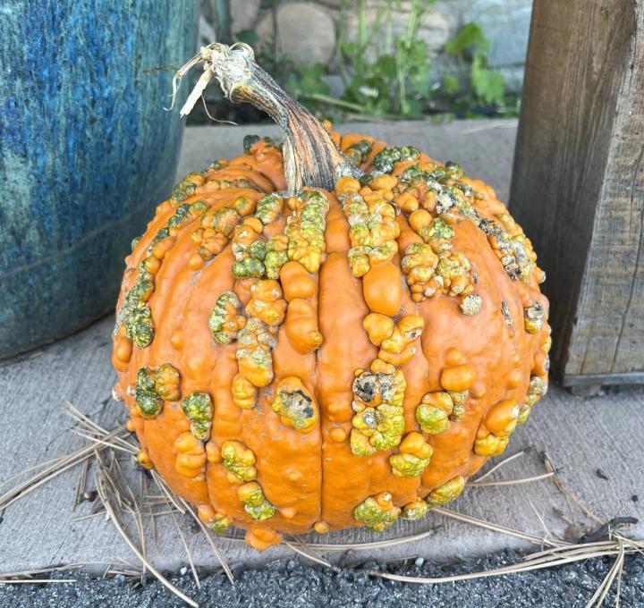 warty Decorative pumpkin at Growing Spaces