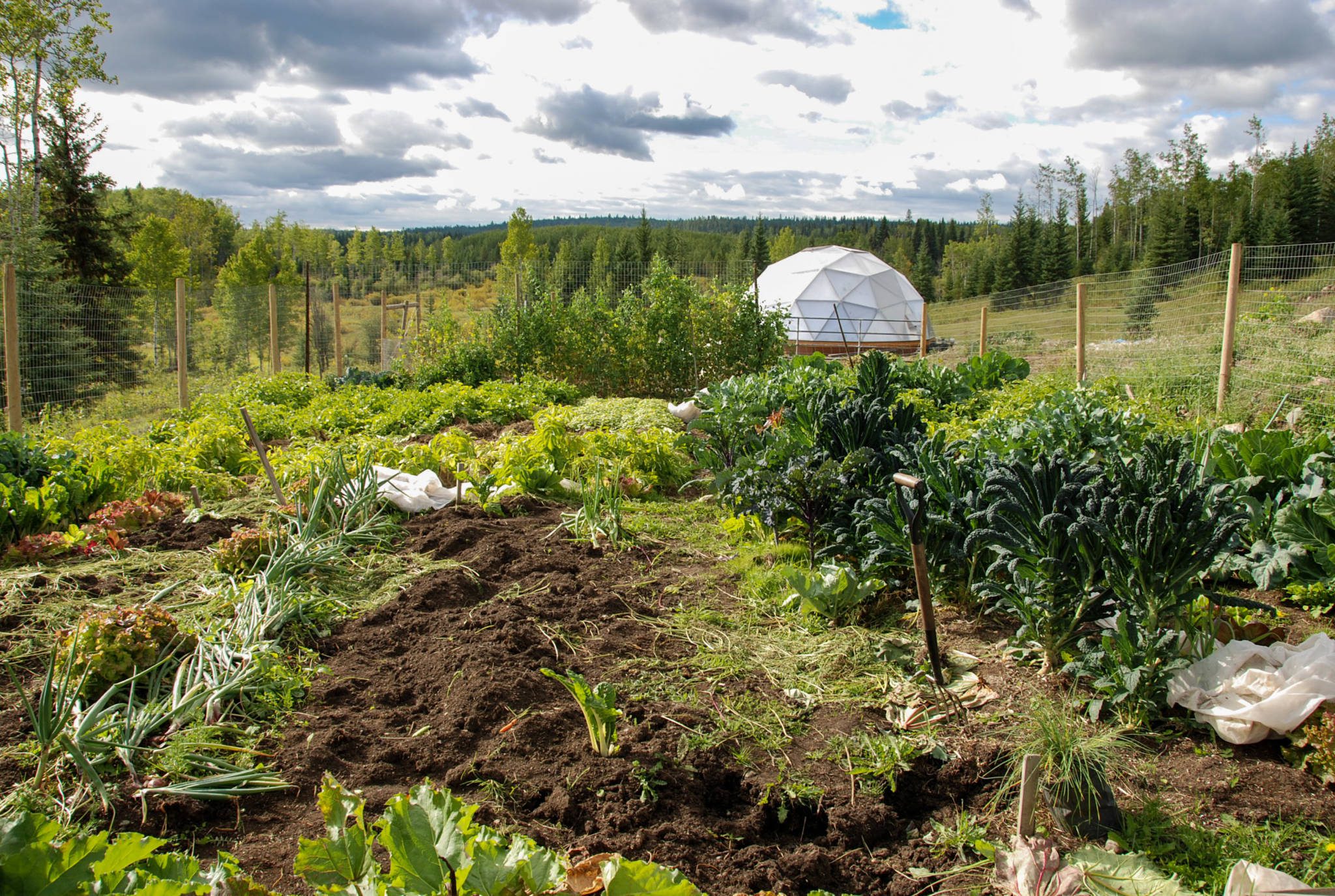 fenced garden area in the foreground with tilled ground and kale, chard and onions or leeks, in the background is a geodesic greenhouse