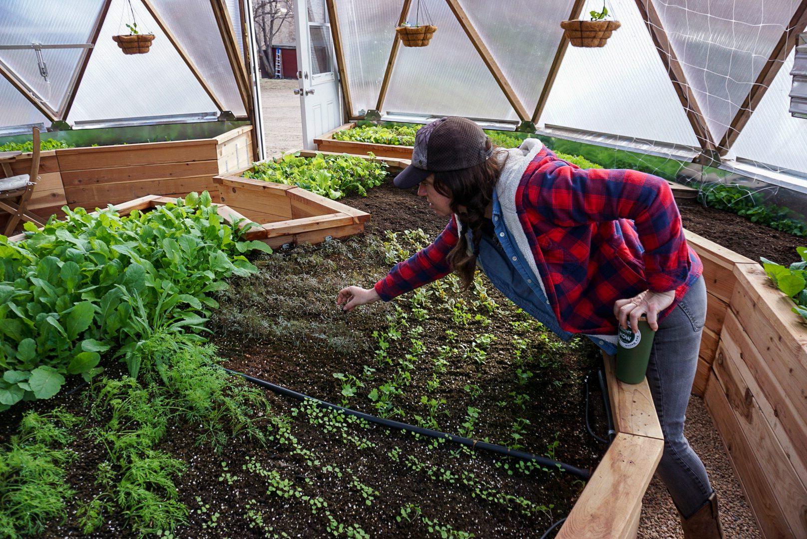 gardener reaching across a garden bed with an Automated Greenhouse Irrigation System to tend to plants