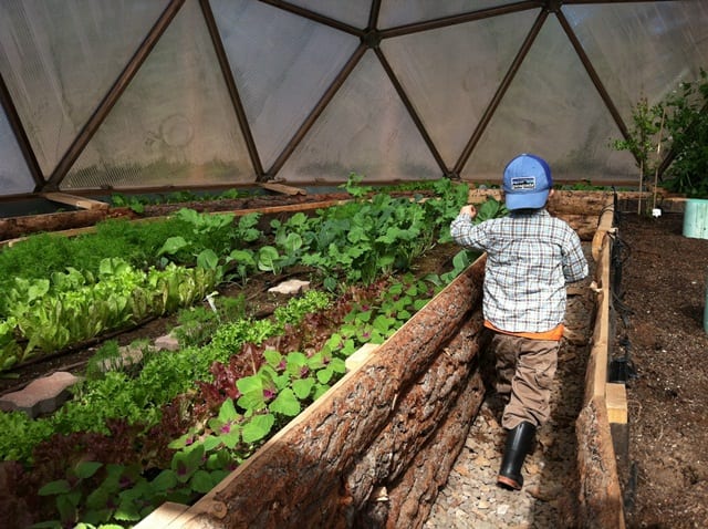 a child walking amongst raised beds filled with lettuce made from rough cut lumber that still has its bark inside the dome greenhouse