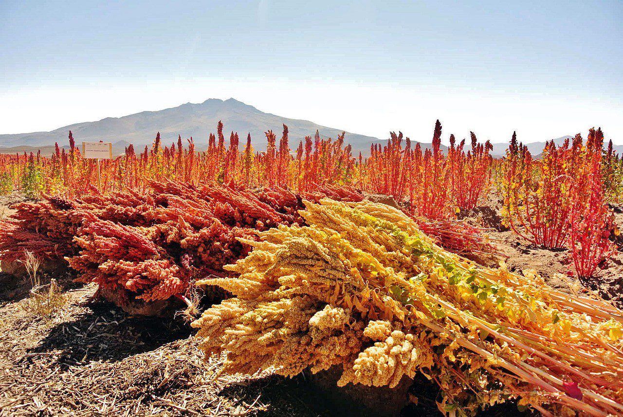 quinoa harvested and growing in a field Pixabay photo