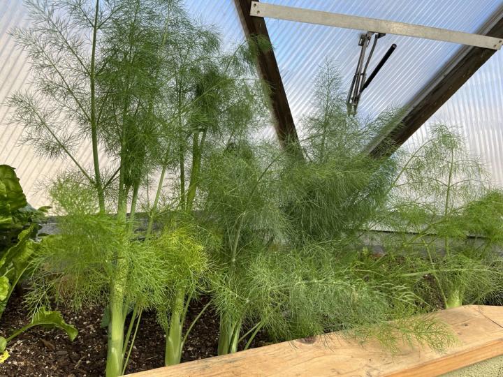 growing fennel