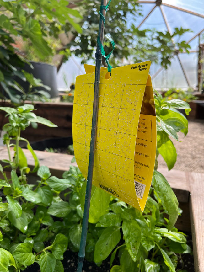 Yellow sticky trap covered in whiteflies