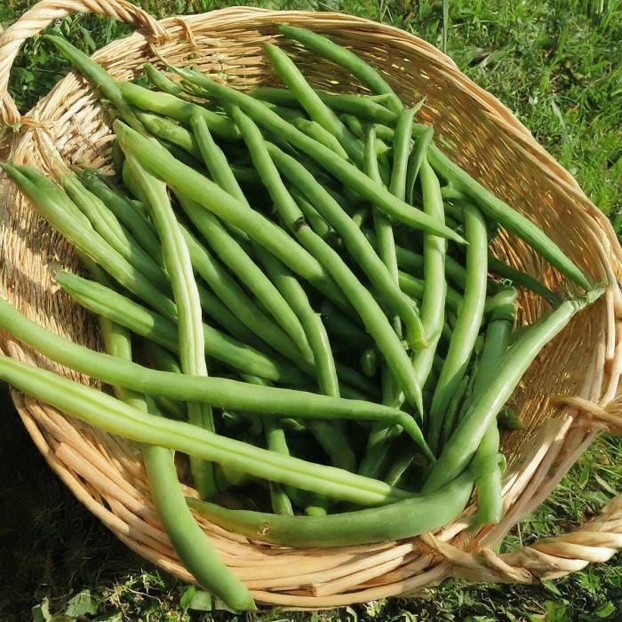 Harvested green beans in a basket