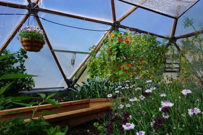 Bayliss vent opener in a geodesic greenhouse with lush greenery and flowers blooming throughout the interior