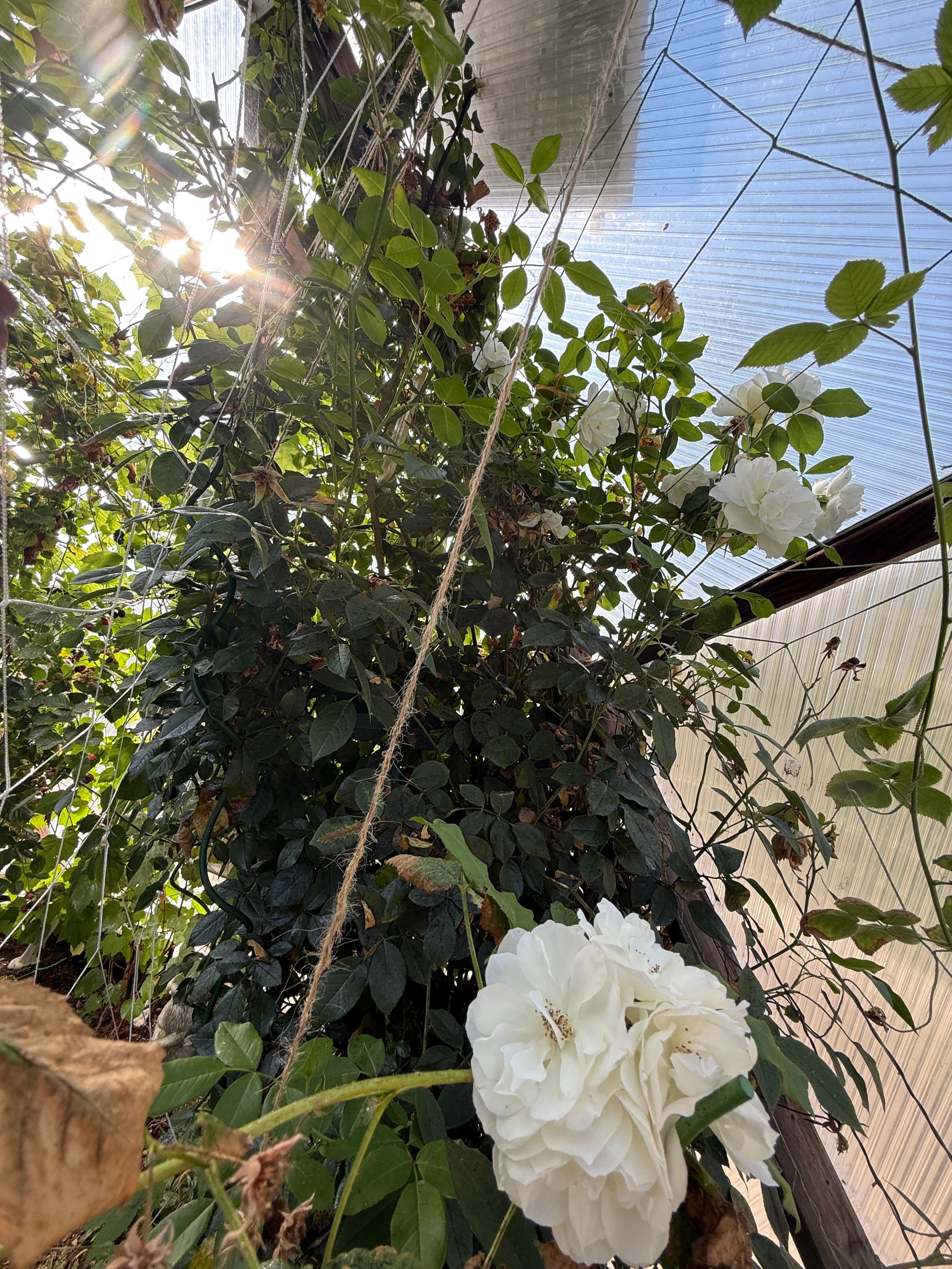 white primroses growing next to a large berry plant in a backyard greenhouse