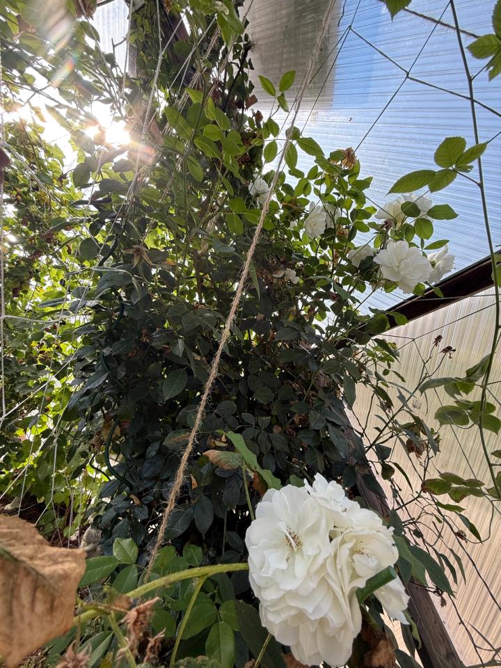 white primroses growing next to a large berry plant in a backyard greenhouse