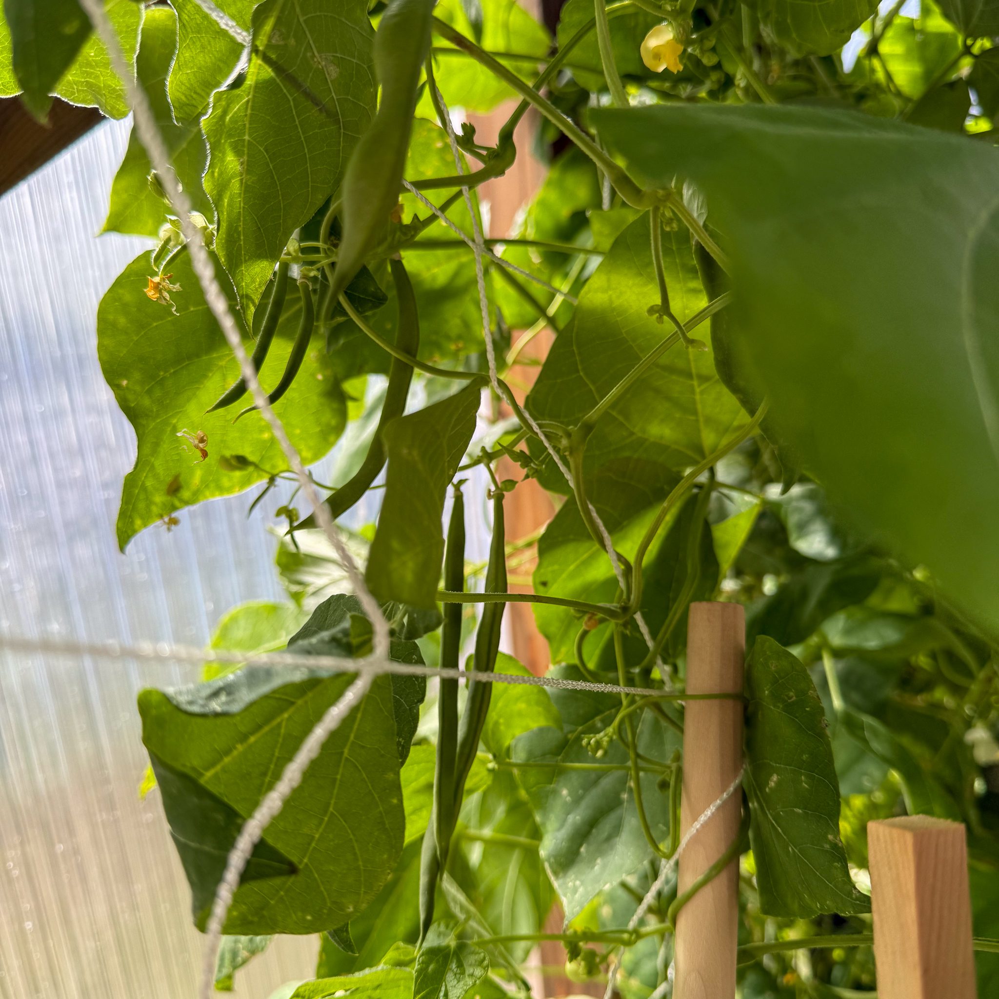 Green beans of varying sizes hanging off a mesh trellis