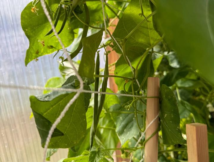 Green beans of varying sizes hanging off a mesh trellis